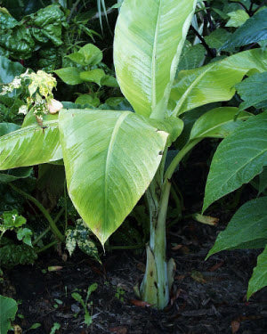 Ensete glaucum