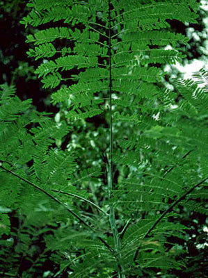 Enterolobium cyclocarpus