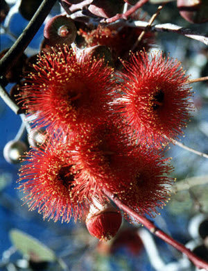 Eucalyptus caesia magna