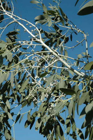 Eucalyptus gunnii