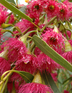 Eucalyptus leucoxylon megalocarpa