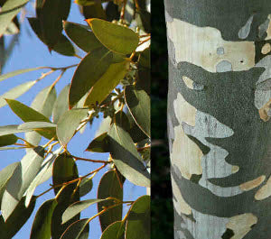 Eucalyptus pauciflora