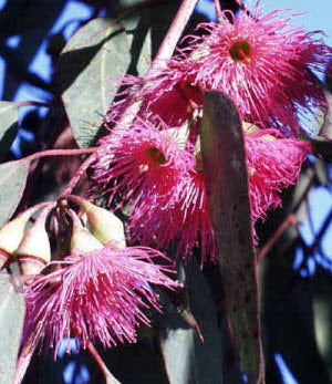 Eucalyptus sideroxylon rosea