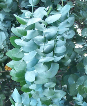 Eucalyptus cinerea