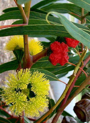 Eucalyptus erythrocorys