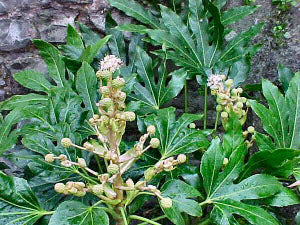 Fatsia japonica