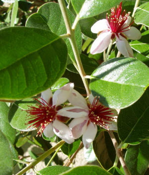 Feijoa sellowiana