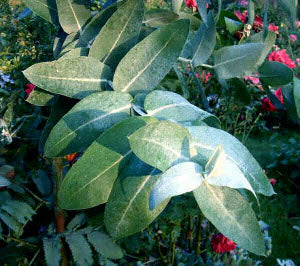 Eucalyptus globulus