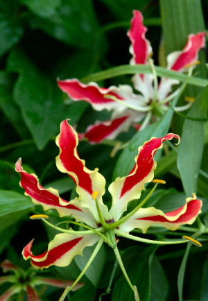 Gloriosa rothschildiana