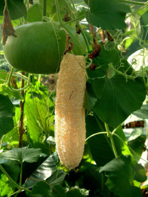 Luffa