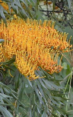 Grevillea robusta - silk oak