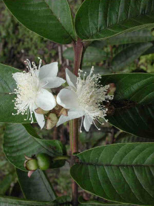 Psidium guajava