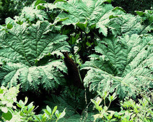 Gunnera manicata