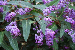 Hardenbergia violacea (shrub form)