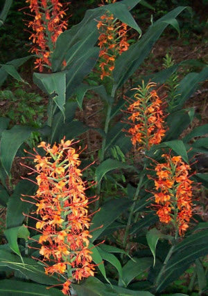 Hedychium coccineum