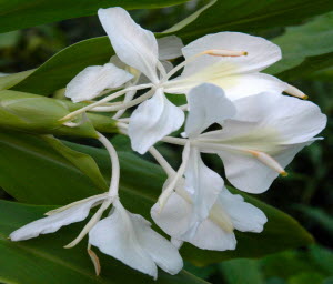 Hedychium coronarium