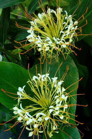 Hedychium ellipticum