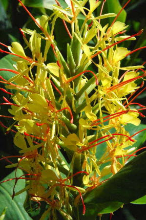 Hedychium gardnerianum