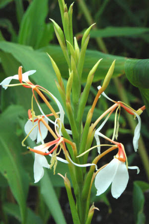 Hedychium spicatum