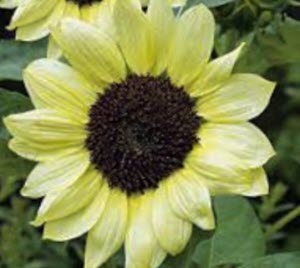 Helianthus Valentine