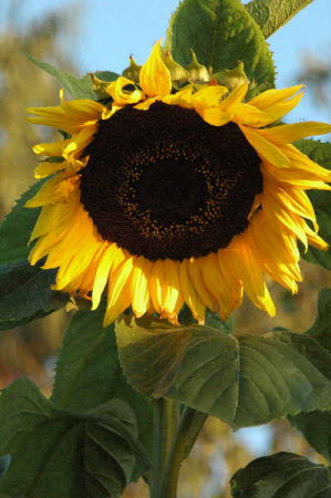 Helianthus Craven Strain