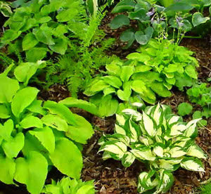 Hosta New American Hybrids