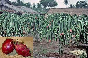 Hylocereus undutatus