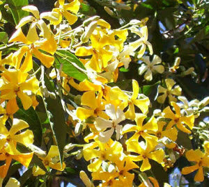 Hymenosporum flavum