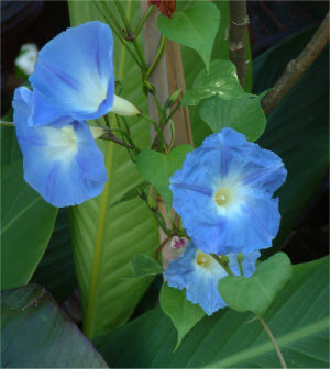 Ipomoea Tricolor Heavenly Blue