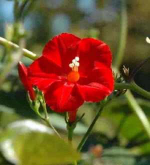 Ipomoea hederifolia