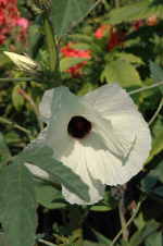 Hibiscus cannabinus