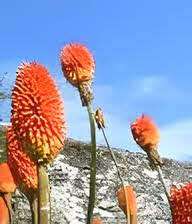 Kniphofia rooperi Giant