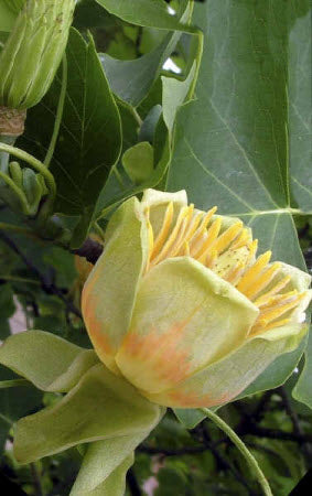 Liriodendron tulipifera