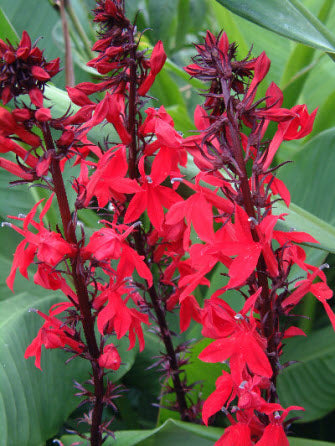 Lobelia cardinalis