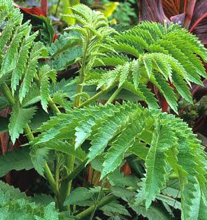 Melianthus comosus