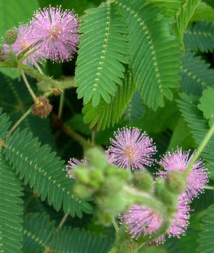 Mimosa pudica