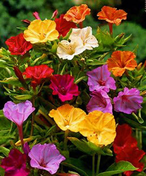 Mirabilis jalapa