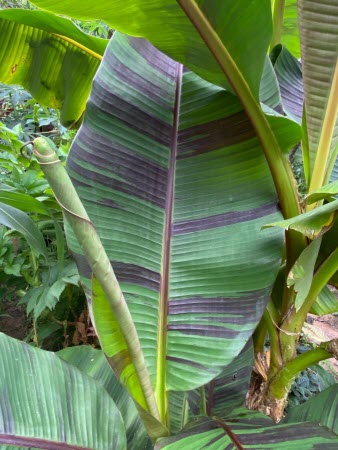 Musa Sikkimensis Red Tiger