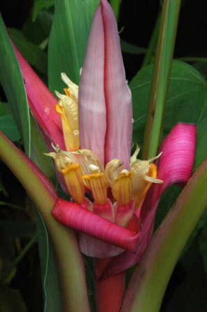 Musa velutina