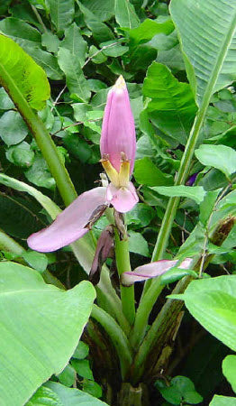 Musa ornata