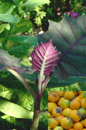 Solanum quitoense