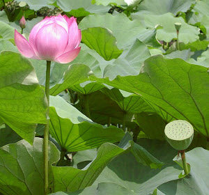 Nelumbo nucifera