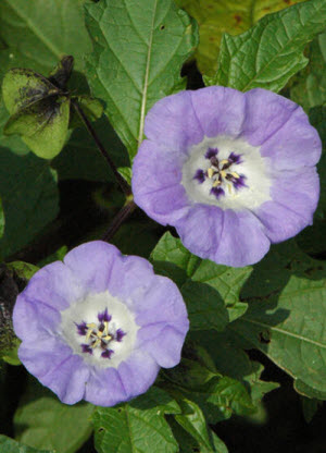 Nicandra physalodes