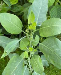 Nicotiana glauca