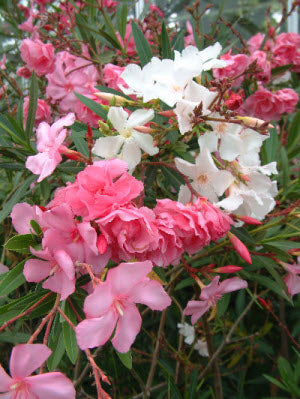 Nerium oleander