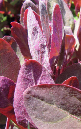 Atriplex hortensis - Orache