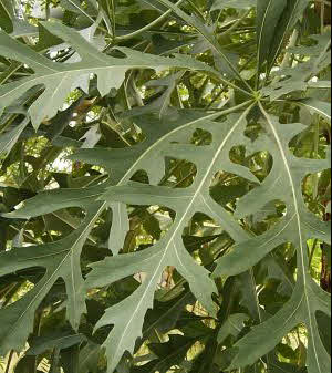 Cussonia paniculata
