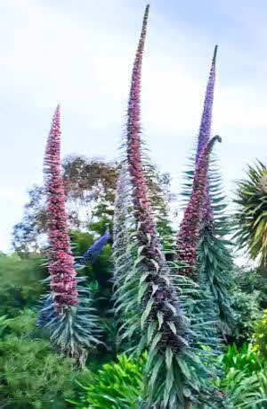 Echium pininana mixed