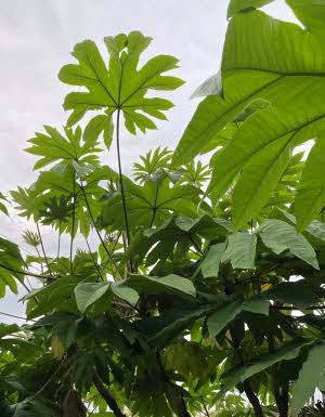 Tetrapanax papyrifer Rex