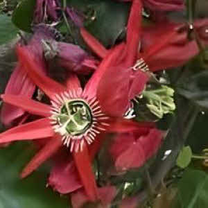 Passiflora princeps